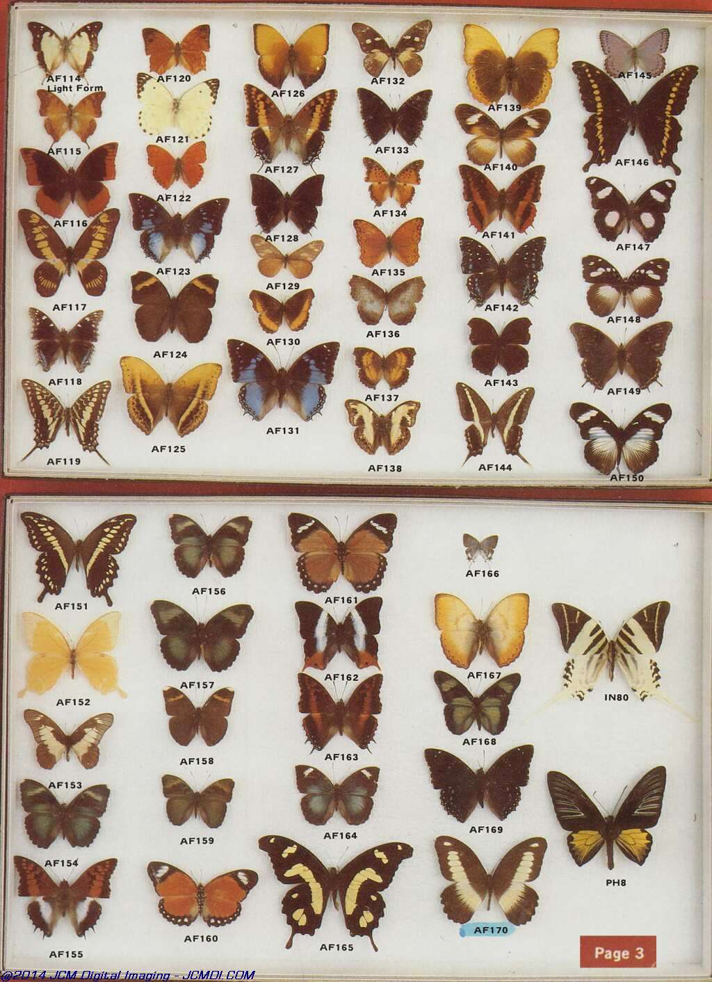 The Butterfly Company (NY) 4 Page catalog (1980-1981)